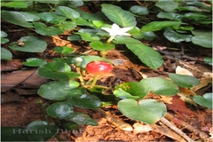 Geophila repens